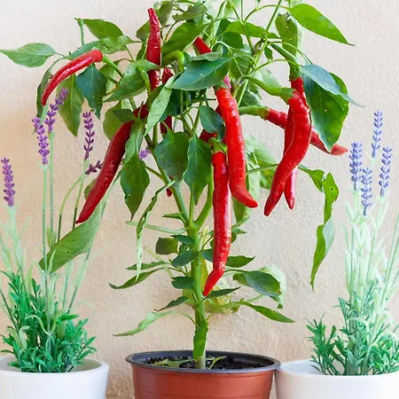 Villa Roig Pollença