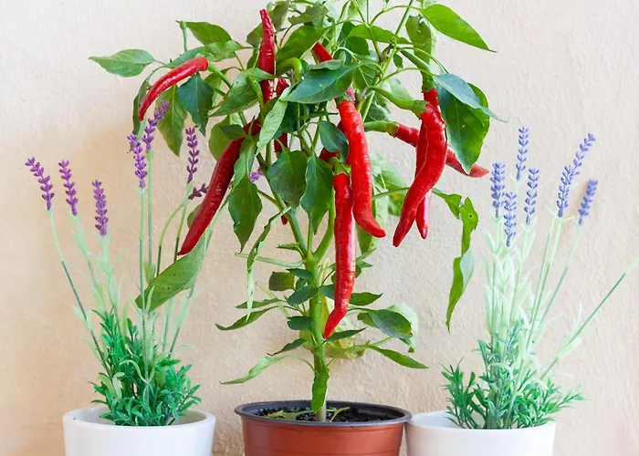 别墅 Roig 波连斯萨